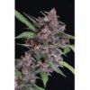 14761 black lemon auto exotic seed 500x300