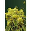 Victory Seeds - Blow Dream [Feminized]