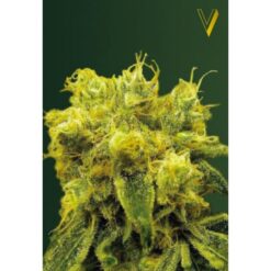 Victory Seeds - Blow Dream [Feminized]