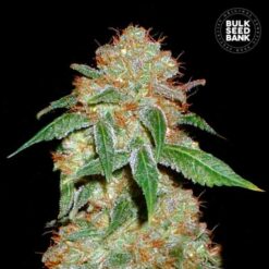 Bulk Seed Bank - Dark Domina [Feminized]
