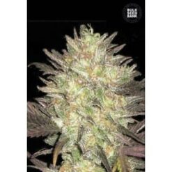 Bulk Seed Bank - Lavender Best [Fem Autoflower]