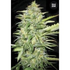 Bulk Seed Bank - Lime Skunk [Fem Autoflower]