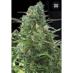 Bulk Seed Bank - NBA Diesel [Fem Autoflower]