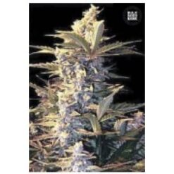 Bulk Seed Bank - East Ryder [Fem Autoflower]