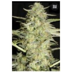 Bulk Seed Bank - Loveryder [Fem Autoflower]