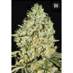 Bulk Seed Bank - Critical [Fem Autoflower]