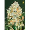 Victory Seeds - Bubblegum+ Pro [Fem Autoflower]