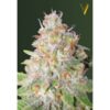 Victory Seeds - Green Wild Shark [Fem Autoflower]