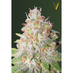 Victory Seeds - Green Wild Shark [Fem Autoflower]