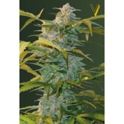 Victory Seeds - Heaven [Fem Autoflower]