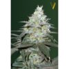 Victory Seeds - Original Berry [Fem Autoflower]