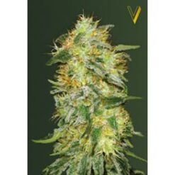 Victory Seeds - Original Limonade Skunk [Fem Autoflower]