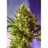 Sweet Seeds - Big Devil XL [Fem Autoflower]