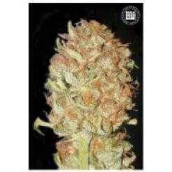 Bulk Seed Bank - Psychedelic [Fem Autoflower]