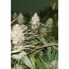 Victory Seeds - Bubblegum + Pro [Feminized]