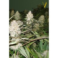 Victory Seeds - Bubblegum + Pro [Feminized]