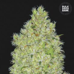Bulk Seed Bank - Chronical [Feminized]