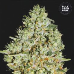 Bulk Seed Bank - Critical [Feminized]
