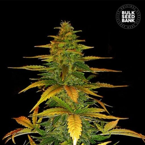 Bulk Seed Bank - Wild Dwarf [Fem Autoflower]