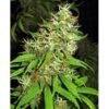 diesel haze automatic image 500x300