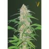 Victory Seeds - AK-77V [Fem Autoflower]
