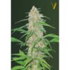 Victory Seeds - AK-77V [Feminized]