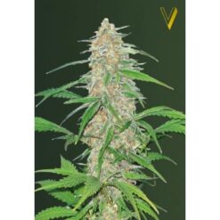 Victory Seeds - AK-77V [Feminized]