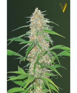 Simba Seeds - Critical [Fem Autoflower] - 3 seeds - Biltong and Budz