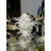 Seedsman - Gelat.OG [Feminized]