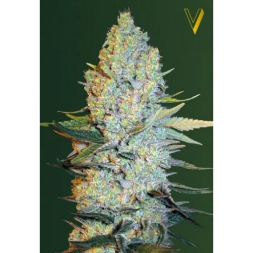 victory seeds amnesium feminized