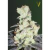 victory seeds nhl diesel feminized