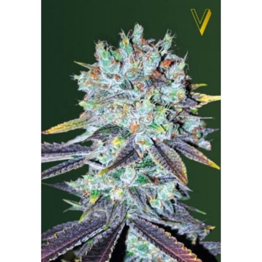 Victory Seeds - Original Berry [Feminized]