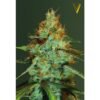 victory seeds original limonade skunk feminized
