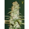 victory seeds red russian xxl feminized