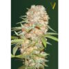 Victory Seeds - Super Extra Skunk [Fem Autoflower]