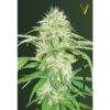 Victory Seeds - Super Mazar [Fem Autoflower]