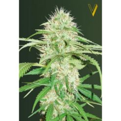 Victory Seeds - Super Mazar [Fem Autoflower]