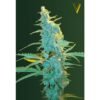 Victory Seeds - Ultra Power Plant [Feminized]