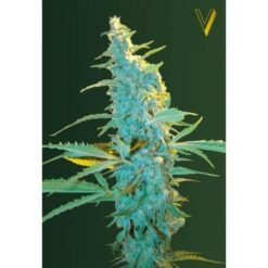 Victory Seeds - Ultra Power Plant [Feminized]