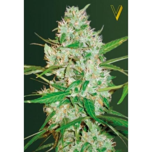 Victory Seeds - Red Russian XXL [Fem Autoflower]
