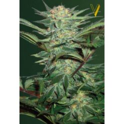 Victory Seeds - White Widow [Fem Autoflower]