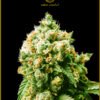 Anaconda seeds anaconda feminized