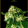 Anaconda Seeds - Russian Gold [Feminized]