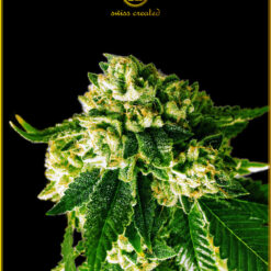 Anaconda Seeds - Russian Gold [Feminized]