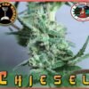 Chiesel [Feminized] - 5 Seeds
