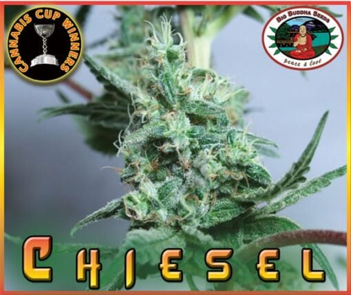 Chiesel [Feminized] - 5 Seeds