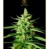 Anaconda Seeds - AK-01 [Feminized]