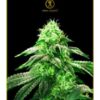 Anaconda Seeds - Hypnotic [Feminized]