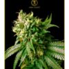 Anaconda Seeds - Strong Skunk [Feminized]