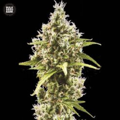 Bulk Seed Bank - Amnesia Haze [Fem Autoflower]